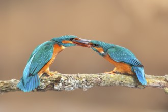 Kingfisher (Alcedo atthis), two females fighting on a branch, territorial defence, wildlife, nature