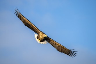 White-tailed eagle (Haliaeetus albicilla), in flight, Lofoten, Norway