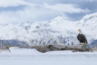 Bald Eagle (Haliaeetus leucocephalus) perched on snow, Alaska, USA