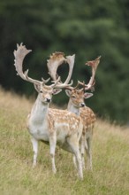 European fallow deer (Dama dama) stags on a meadow, tirol, Kitzbühel, Wildpark Aurach, Austria