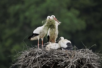 White stork (Ciconia ciconia), pair with nesting material in beak with two chicks standing on