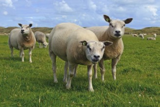 Texel, Netherlands, 6.15.2017 Texel sheeps, a heavily muscled breed of domestic sheep from the