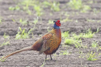Pheasant, hunting pheasant (Phasianus colchicus), adult male bird on a field, wildlife, Lembruch,