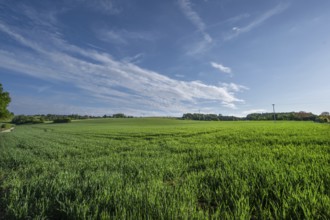 Young winter wheat field (Triticum aestivum), Beerbach, Middle Franconia, Bavaria, Germany