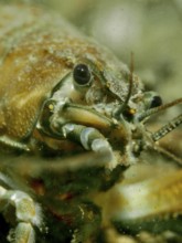 Close-up of a signal crayfish (Pacifastacus leniusculus), American crayfish, invasive species,