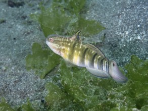 A brown striped goby (Amblygobius phalaena) moves through green algae near the seabed, dive site
