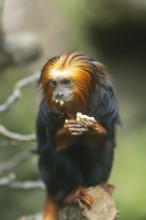 Golden-headed lion tamarin (Leontopithecus chrysomelas) sitting on a tree trunk, captive, Germany