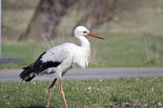 Stork standing on a grassy meadow in the sun, Hitzacker, Wendland, Lower Saxony, Germany