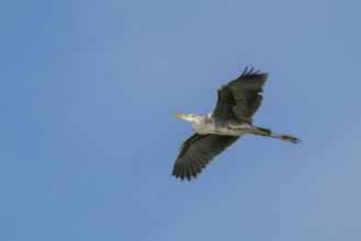 Grey heron (Ardea cinerea), in flight, fish ponds, Güssing, Burgenland, Austria
