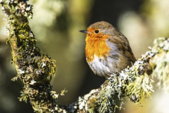 European Robin, Erithacus rubecula, bird in forest