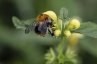 Golden nettle (Lamium galeobdolon) with meadow bumblebee (Bombus pascuorum), Emsland, Lower Saxony,