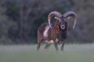 European mouflon (Ovis gmelini musimon, Syn.: Ovis orientalis musimon, Ovis aries musimon),