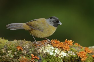 Large-footed Finch, Pezopetes capitalis sitting on the orange and green moss branch. Tropic bird in