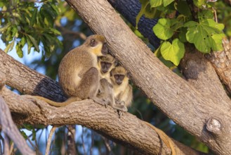 Green monkey (Chlorocebus sabaeus), guenon family, Janjabureh boat trip, Janjabureh, South Bank,