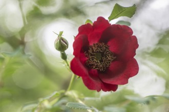 Wild rose (Rosa moyesii), Emsland, Lower Saxony, Germany