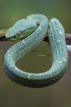 Bothriechis lateralis (Bothriechis lateralis), sitting on a branch, Heredia province, Costa Rica