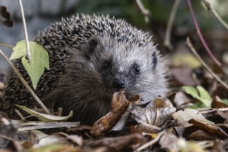 European hedgehog (Erinaceus europaeus), Emsland, Lower Saxony, Germany