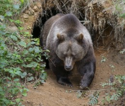 Brown bear (Ursus arctos) leaving its self-dug den, captive, Bavarian Forest National Park,