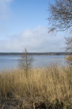 Reeds on the shore of Lake Rederangsee, Müritz National Park, Mecklenburg Lake District,