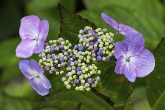 Hydrangea in bloom, Inverewe Gardens, Osgood Mackenzie, Poolewe, Loch Ewe, Highlands, Highlands,