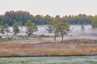 Trees in the early morning mist, Eigenried raised bog, Zugerberg, Canton Zug, Switzerland