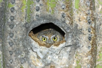 Elf Owl Micrathene whitneyi Tucson, ARIZONA, United States 23 May Adult Strigidae