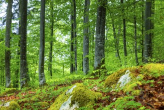 Beech (Fagus), beech family (Fagaceae), forest, fresh green, limestone, rock, Leibertingen, Upper