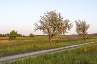 Apple trees (malus) in blossom in the evening light on a country lane near Ponickau, Thiendorf,