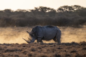 Southern white rhinoceros (Ceratotherium simum simum), Khama Rhino Sanctuary, Serowe, Botswana