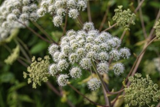 White umbel flowers of Angelica sylvestris (Angelica sylvestris) with fine flower details against a