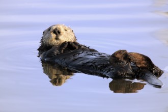 Sea otter (Enhydra lutris), Kalan, sea otter, female, resting, swimming, relaxed, water, Monterey,