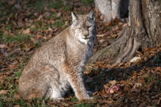 Lynx, captive, Bad Mergentheim Wildlife Park, Baden-Württemberg, Germany