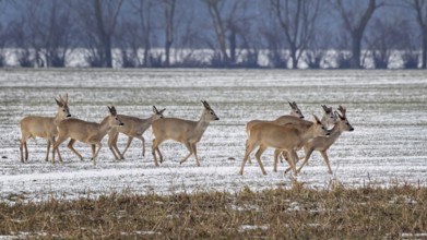 Roe deer (Capreolus capreolus) European roe deer, roebuck and doe, jumping in winter landscape,