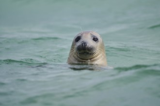 Grey seal (Halichoerus grypus) looking out of the water while swimming in the sea, Düne, Helgoland,