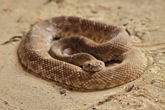 Red diamond rattlesnake (Crotalus ruber), adult, on ground, warming up, sunbathing, alert,