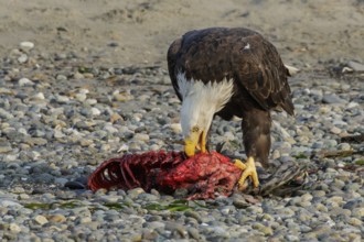 Bald Eagle (Haliaeetus leucocephalus) eating a seal pup on a beach in British Columbia, Canada