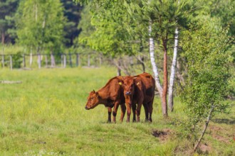 A herd of Polish red cattle (Bos primigenius f. taurus) resting on a pasture next to a pond. A