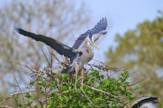 Two Great blue heron (Ardea herodias), with outstretched wings perched on branches surrounded by