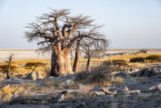 African baobab or baobab tree (Adansonia digitata), arid landscape, Kubu Island (Lekubu), Sowa Pan,