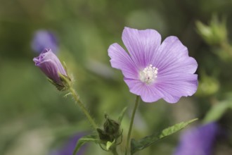 Crested summer mallow (Anoda cristata), flower, ornamental plant, North Rhine-Westphalia, Germany