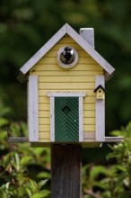 Great tit (Parus major) looking out of yellow bird house, bird house, nesting box, Swedish house,