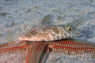 A pearled pufferfish (Sphoeroides spengleri) resting on a large red starfish, Astropecten