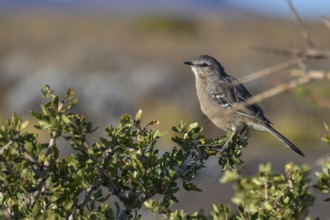 Patagonian Mockingbird (Mimus patagonicus) seen in the province of Neuquen, Patagonia, Argentina