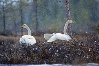 Whooper swan. Cygnus cygnus. Whooper swans on the nest in early summer during a snowfall. Kuusamo