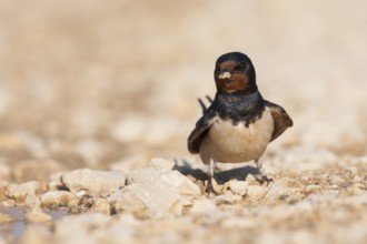 Barn Swallow - Rauchschwalbe - Hirundo rustica ssp. rustica, Croatia, adult
