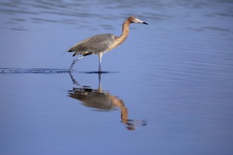 Reddish Egret (Egretta rufescens), adult, in water, foraging, hunting, alert, Merritt Island, Black