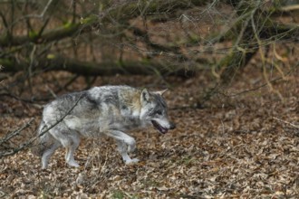 One eurasian gray wolf (Canis lupus lupus) walks on the forest floor over dead leaves