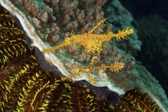 Underwater photo close-up of pair of Harlequin Ghost Wrasse (Solenostomus paradoxus) Ghost Pipefish