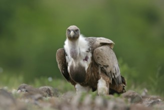 Griffon Vulture (Gyps fulvus), Rhodopen, Bulgaria
