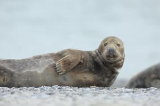 Grey seal (Halichoerus grypus), adult male animal, bull, lying on the beach, Heligoland, dune,